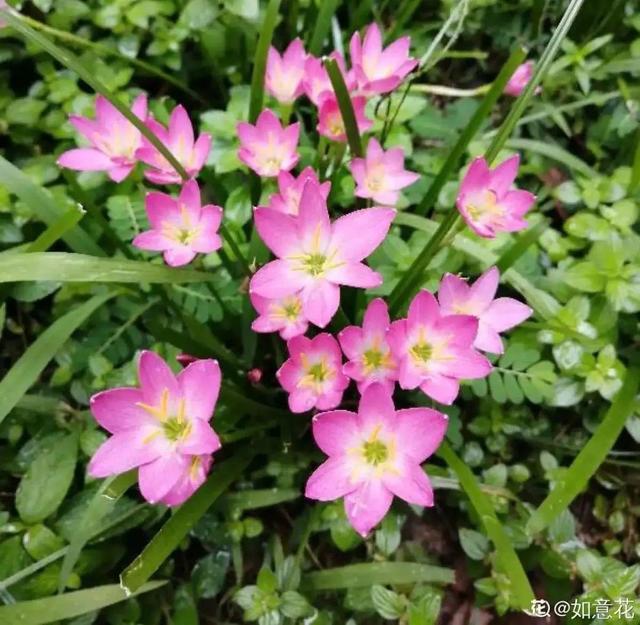 什么花在夏天开