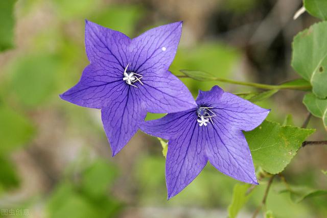 妙用桔梗、甘草、薏苡仁煮粥，祛湿消痰效果好，建议收藏