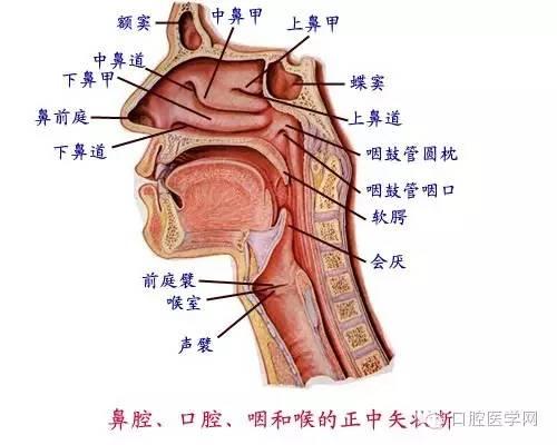 口腔牙齿图片大全图解