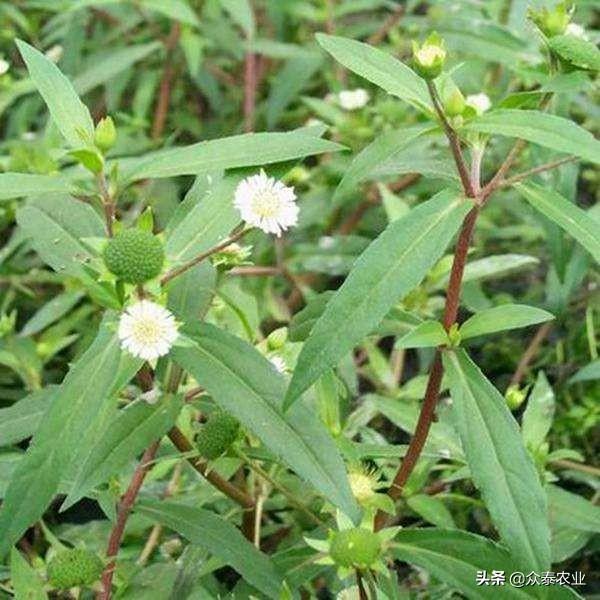 水稻田除草剂~吡嘧磺隆4