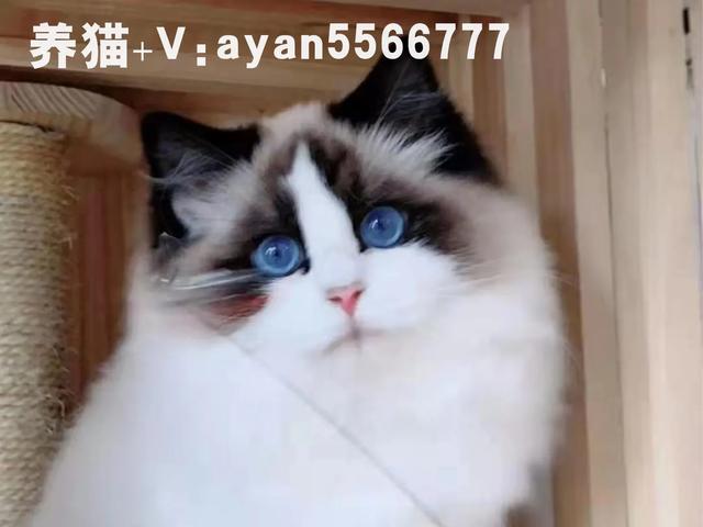 淘宝猫