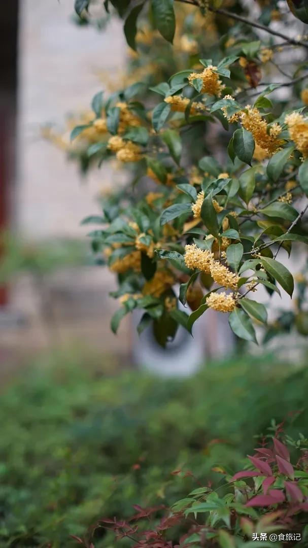 桂花糖露 桂花糖露（桂花糖芋苗） 美食