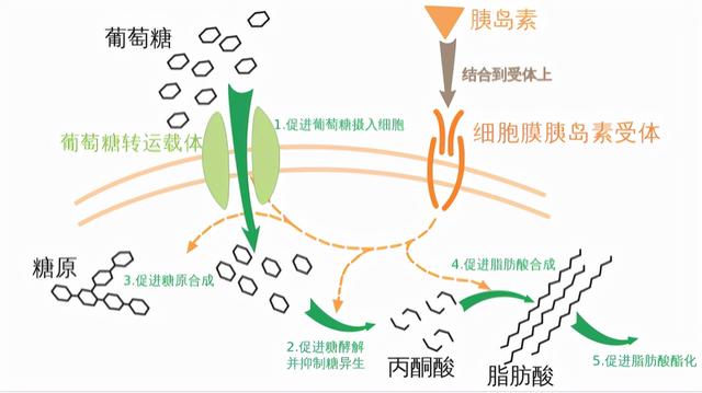 吴锦威老师：吃什么对皮肤好呢？怎么吃有益于身心健康？