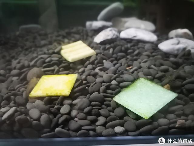 苹果螺图片