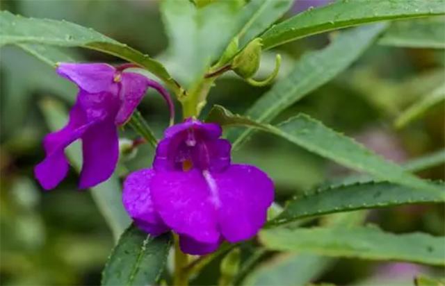 凤仙花种子 凤仙花种子（凤仙花种子几天发芽） 生活