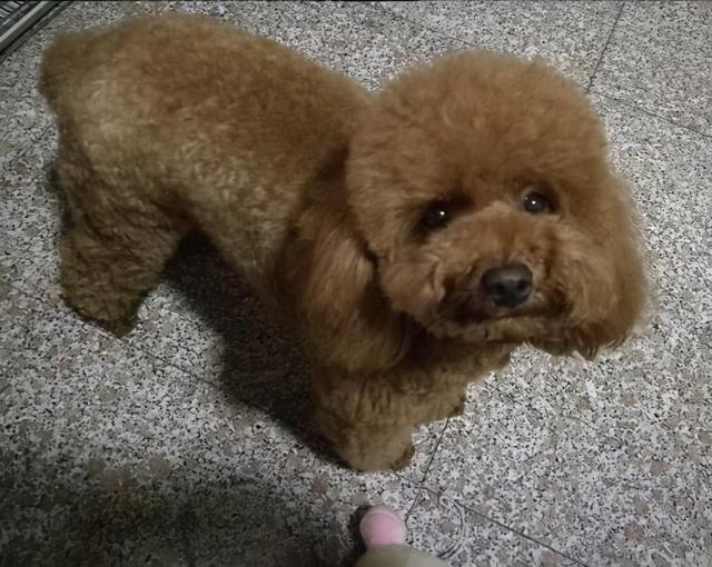 对于生长发育中的婴幼儿，父母的角色应该是怎样的？