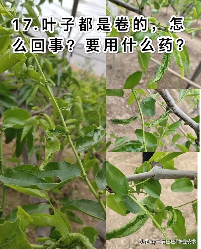 花生大的枣上有点红片是咋回事？1