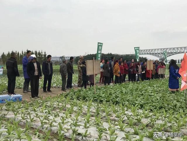 莴笋霜霉病严重，选择顶峰增威套装就能增产增收10