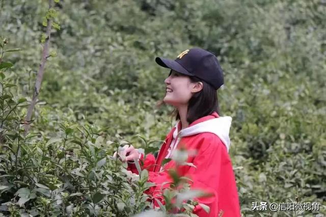 「普及介绍」跳舞的茶农（跳舞的茶农）