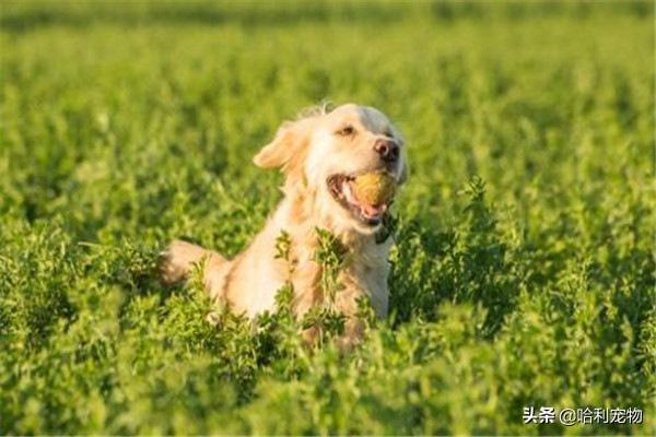 世界名犬智商排名