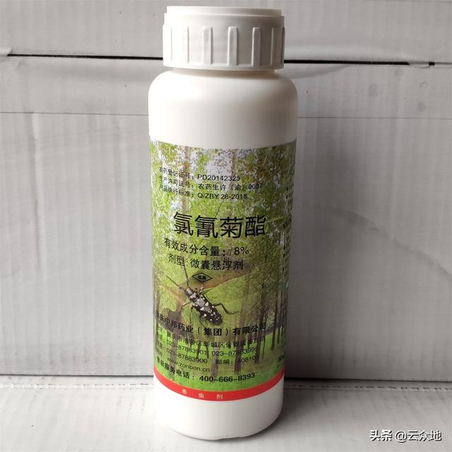 油茶如何防治天牛？关键在于以预防为主，用绿色威雷防治成虫4