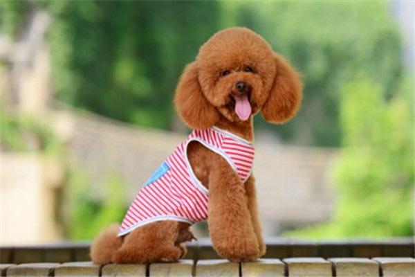 世界十大名犬排名