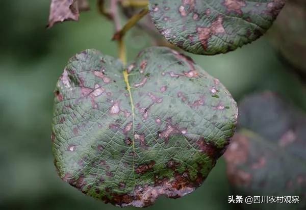 今年猕猴桃褐斑病大爆发，这些地方要注意了！都江堰、芦山……3