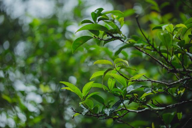 我眼中的雲南茶文化