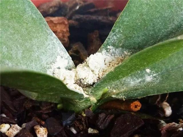能磨芝麻核桃破碎机
