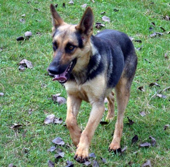 德国黑背(德国黑背图片) 资讯 第2张