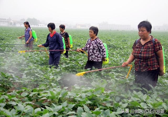 作物旺长后打药控旺时，控旺药物能和叶面肥一起混配使用吗？4