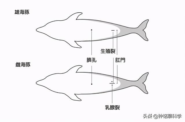 鲸爆 鲸爆（鲸爆是怎么形成的） 生活