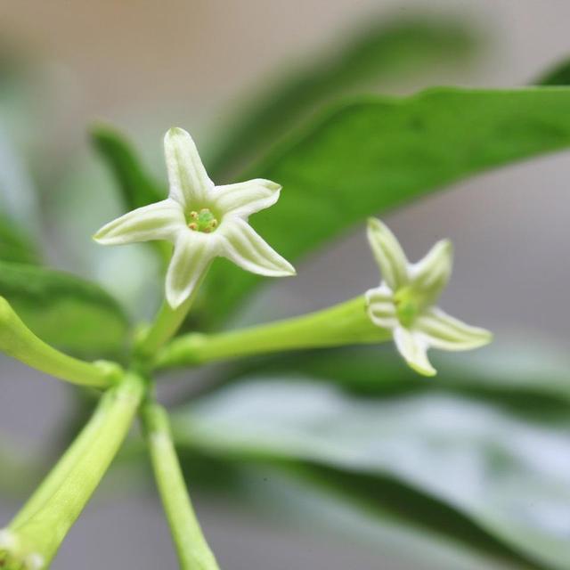 夜来香几月开花