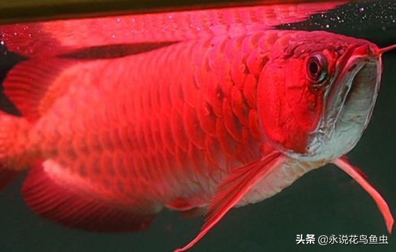 红龙鱼鳞片粉色好吗