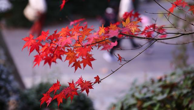 枫叶龟图片