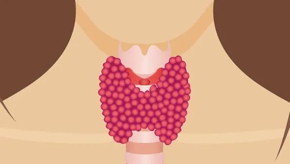 地黄丸家族：知柏专攻阴虚火旺，麦味被称为老年人的长寿丸