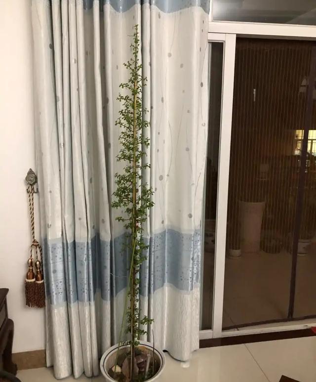 观叶植物 观叶植物（十种室内最好养的植物盆栽） 生活