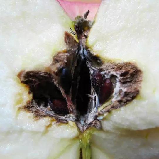 苹果“心”发霉，生产上如何辨别？又该如何防治呢？8