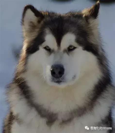 阿拉斯加雪橇犬