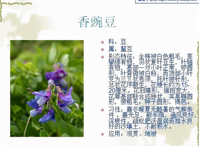观花植物 观花植物（木本观花植物） 生活