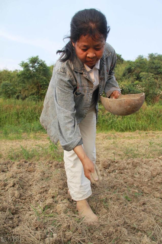 芝麻是怎么来的