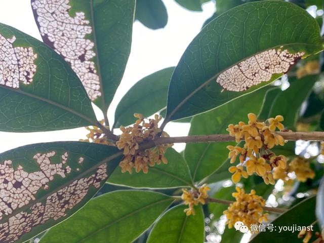 桂花怎么保存