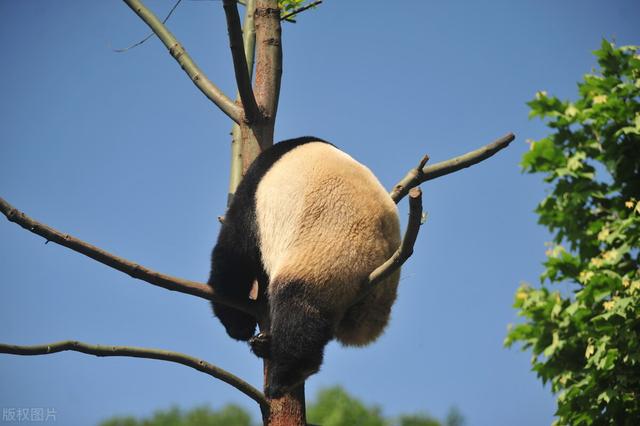 关于大熊猫的所有资料