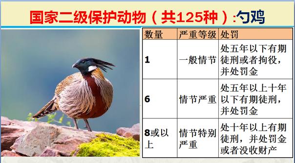 国家二级保护动物有哪些