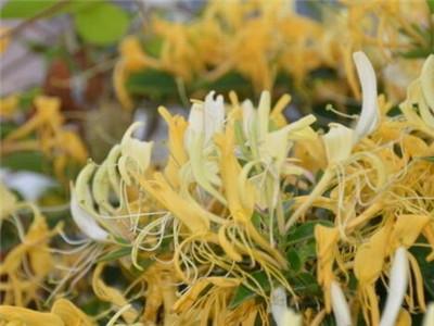 金银花种植技术 金银花种植技术（金银花种植技术和方法） 生活