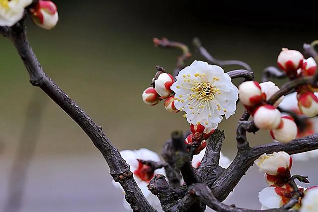 杏梅花花语图片