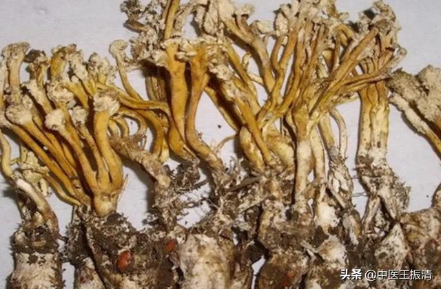 中药“金蝉花”在癌症患者中的药用价值