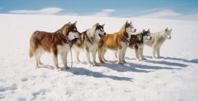 雪橇犬图片