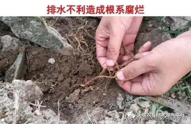 火龙果烂根提前注意损失少8