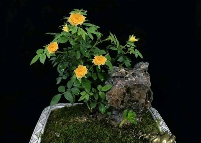 月季花品种