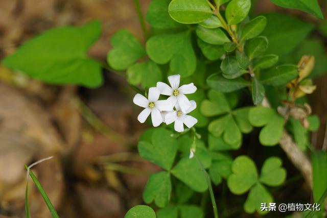 白花酢浆草