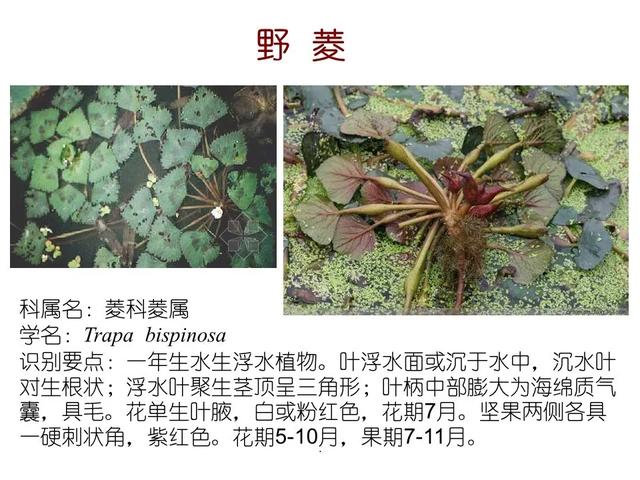 水生植物 水生植物（水生植物种植施工方案） 生活