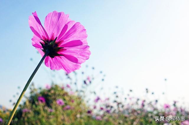 格桑花