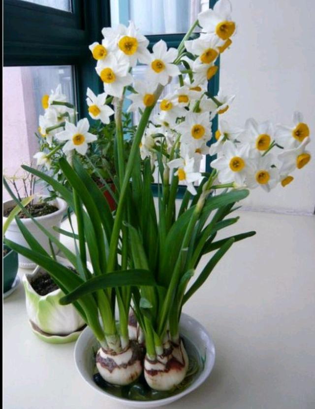 水养植物