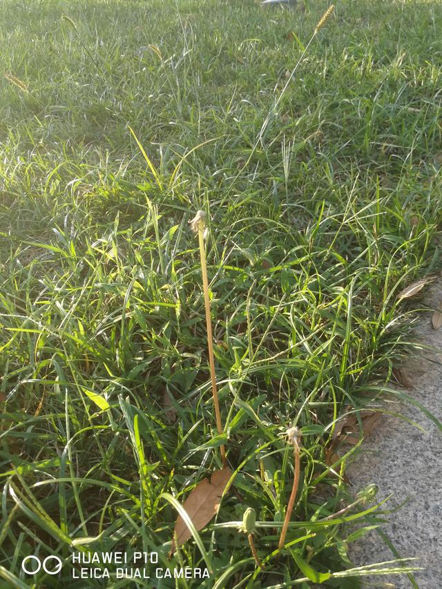 草木本能启示丨适当时机，把窝在家里的孩子“踢”出去