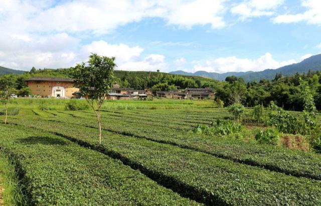 茶园怎么除草？茶园适合使用哪些除草剂？如何正确使用除草剂？6