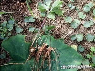 中药材根部病害用药大汇总5