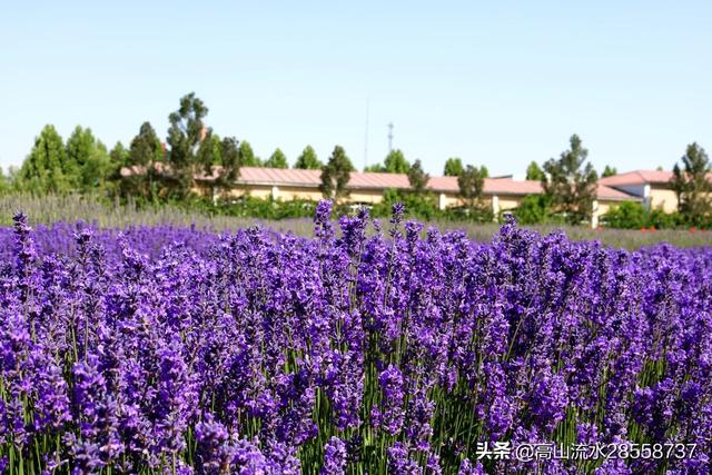 中国最大的薰衣草种植基地