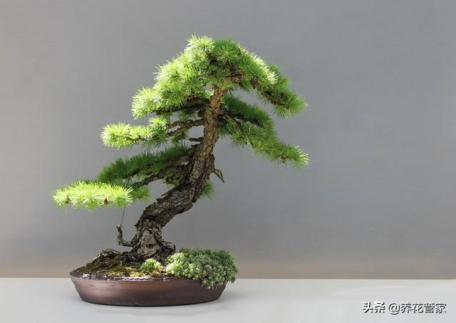 松树盆景