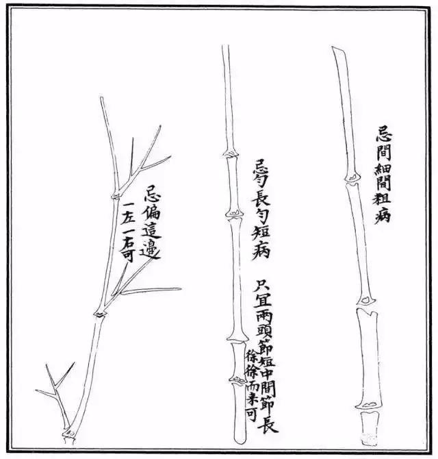 竹子怎么画 竹子怎么画